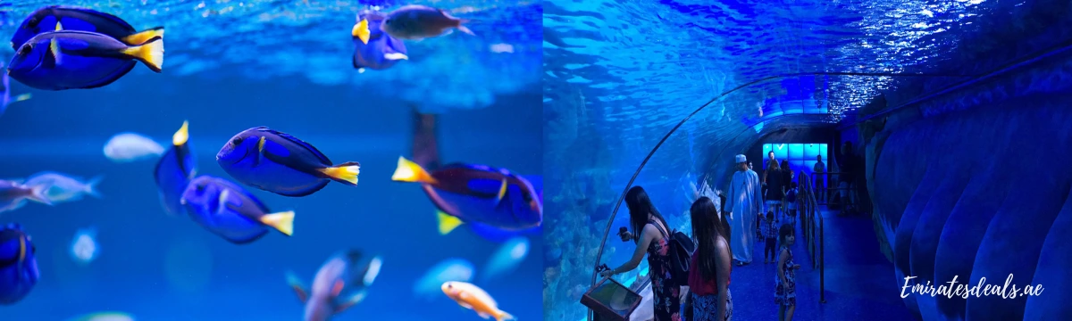 Dubai-Aquarium-Tickets