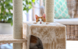 Pet Stores Coupon code | NowNow Coupon Up to 75% Offers + Extra 15% Offer