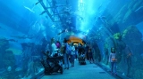Dubai Mall Aquarium and Penguin Cove Tickets