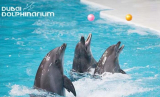 Cheap Dolphinarium Tickets | Save 29% Offers