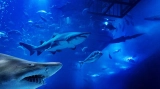 Dubai Aquarium & Underwater Zoo – Explorer