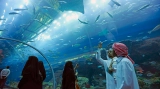 Dubai Dubai Aquarium & Underwater Zoo – Ultimate experience